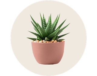 Botanical Gifts